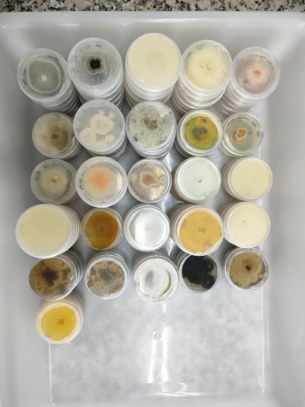 BEAP-MAR project partners EFA-DEPO have been hard at work exploring the hidden potential of marine microorganisms and the results are promising.
Over the past few months, they’ve successfully isolated 25 fungal and 13 bacterial species 

🔗 Learn more: beap-mar.eu