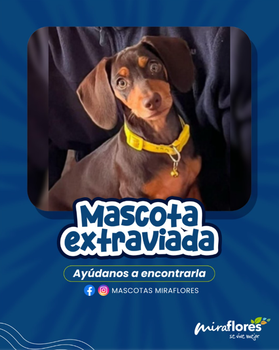 MuniMiraflores's tweet photo. Apoyemos con la difusión y búsqueda de Rumi para que vuelva pronto a casa. -

🟤 Color: marrón
➡️ Distintivo: Casaca marrón claro
🐾 Raza: tipo salchicha
📍 Zona: La Aurora (Miraflores), límite con Barrio Médico / Villarán / Surquillo

#MascotasMiraflores #PerritosPerdidos #Miraflores