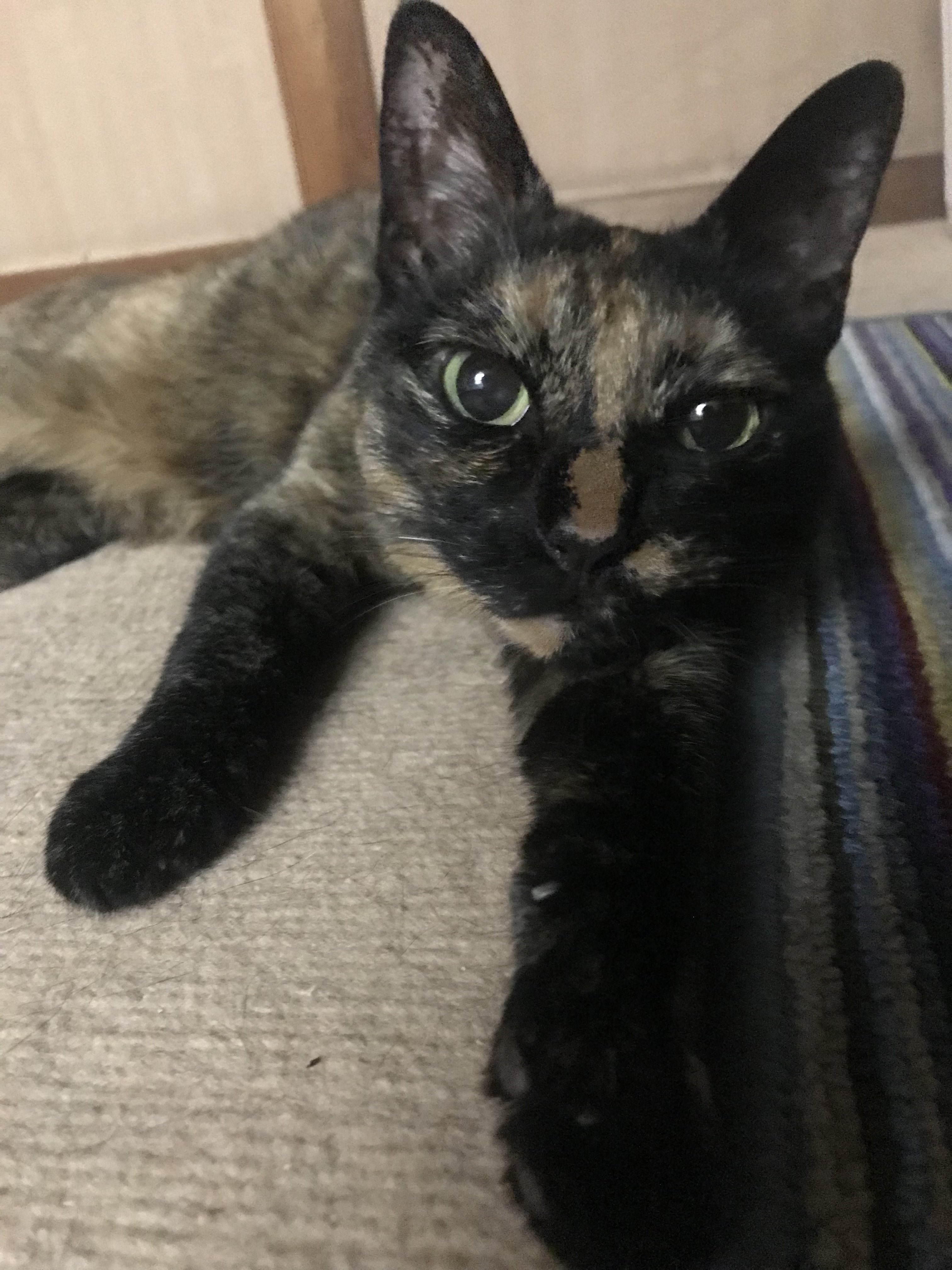 ネコワナンビキオッテモコマランと思う。ページ 尾長猫 on X: 