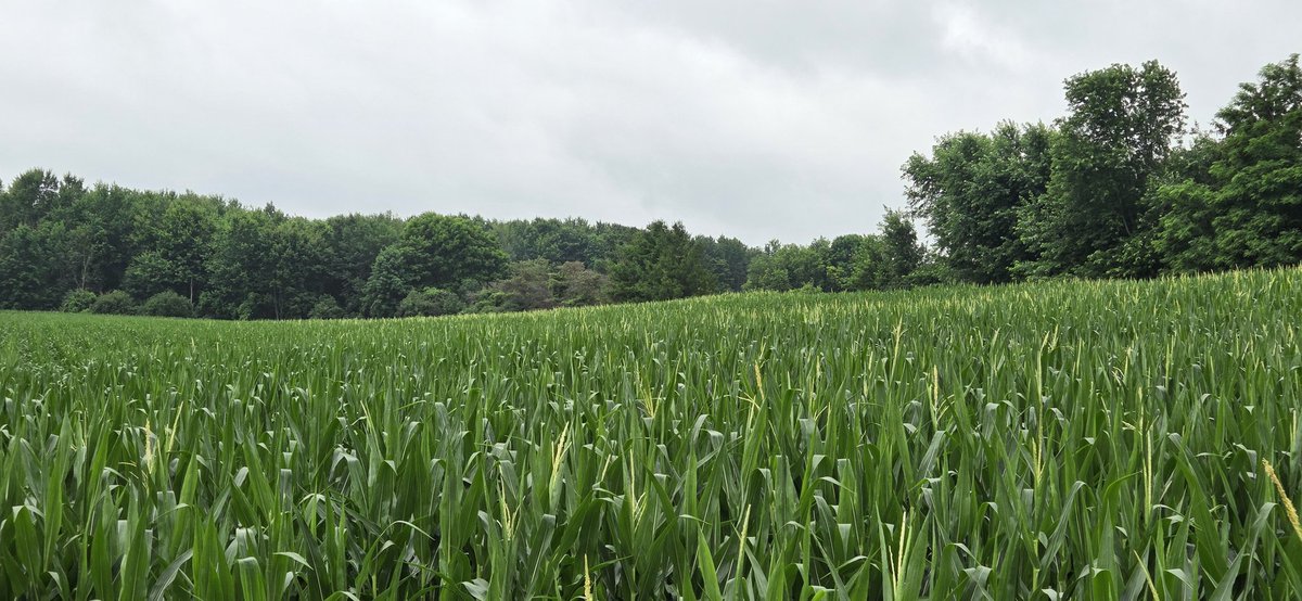 Pride 5959. Planted April 28 going into tassle!