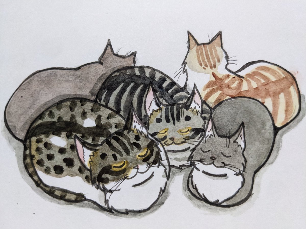 paseri021's tweet image. Rain. 🌧️
Sleep. 😪
Sleep.😴
 ＃pasericat