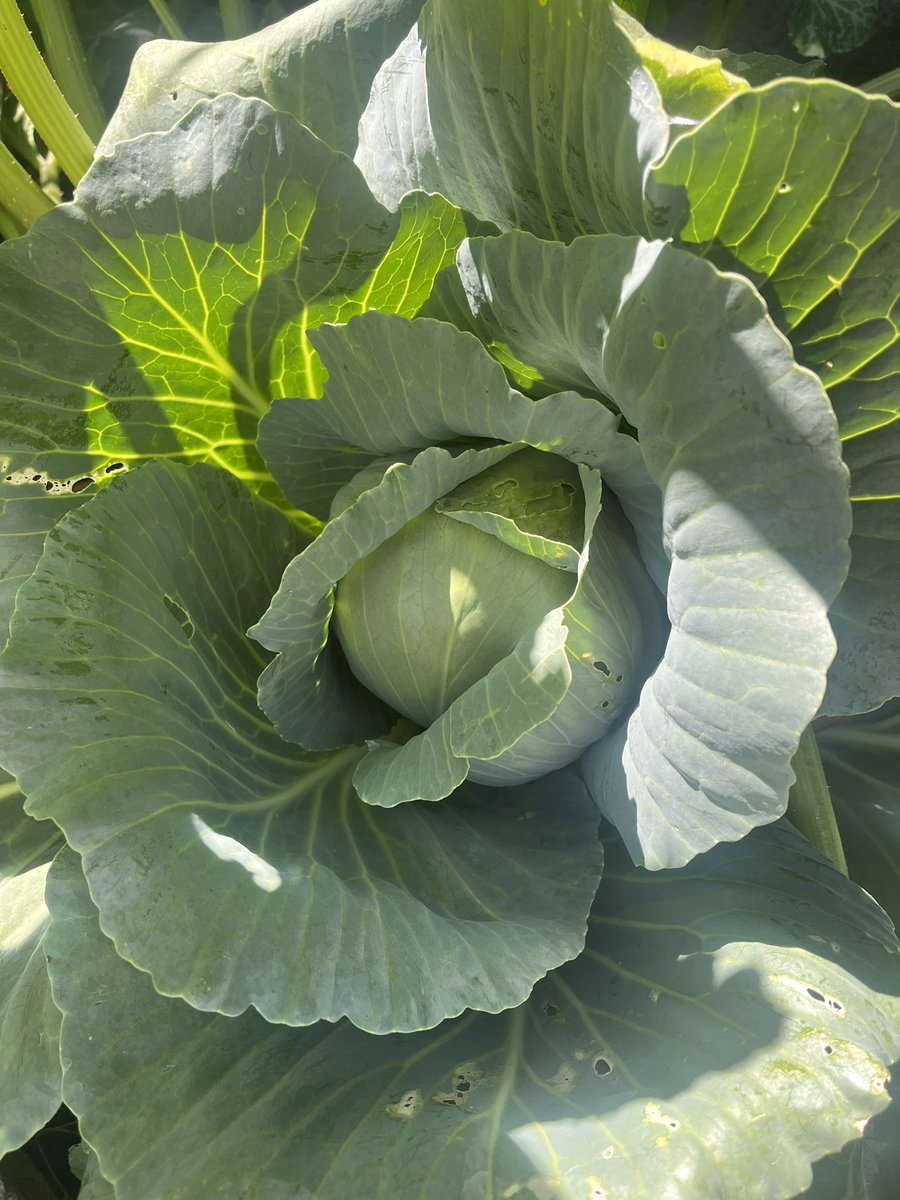 rddikstrabooks's tweet image. Bittu’s so excited! The veggie patch in #Tigeropolis is soon to be ready for picking. Crisp cabbages, plump courgettes & bright red tomatoes, all homegrown! He’s been guarding them for weeks. What should he munch first - a crunchy cabbage, a courgette stir-fry or juicy tomatoes?