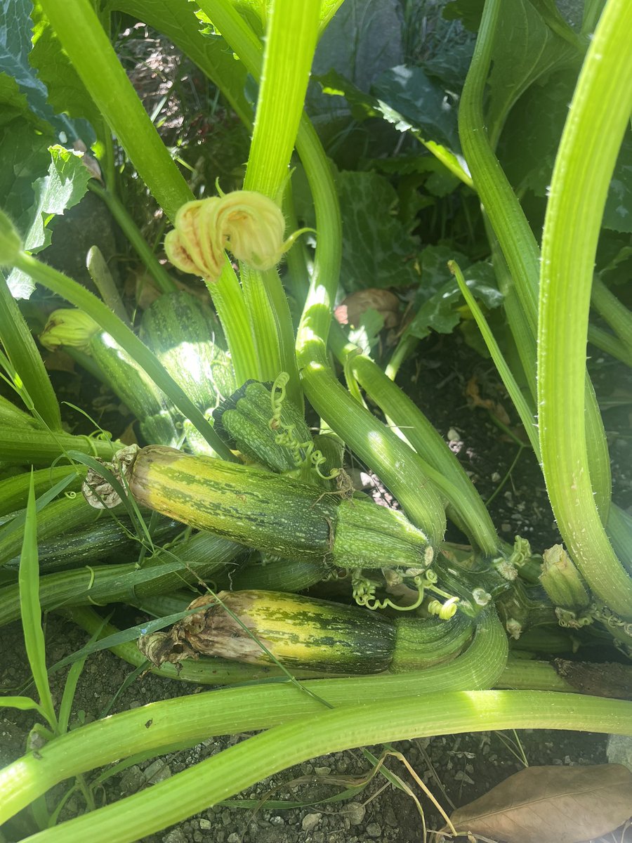 rddikstrabooks's tweet image. Bittu’s so excited! The veggie patch in #Tigeropolis is soon to be ready for picking. Crisp cabbages, plump courgettes & bright red tomatoes, all homegrown! He’s been guarding them for weeks. What should he munch first - a crunchy cabbage, a courgette stir-fry or juicy tomatoes?
