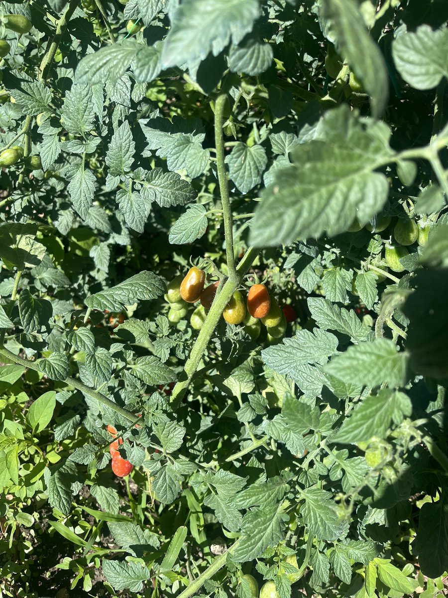 rddikstrabooks's tweet image. Bittu’s so excited! The veggie patch in #Tigeropolis is soon to be ready for picking. Crisp cabbages, plump courgettes & bright red tomatoes, all homegrown! He’s been guarding them for weeks. What should he munch first - a crunchy cabbage, a courgette stir-fry or juicy tomatoes?