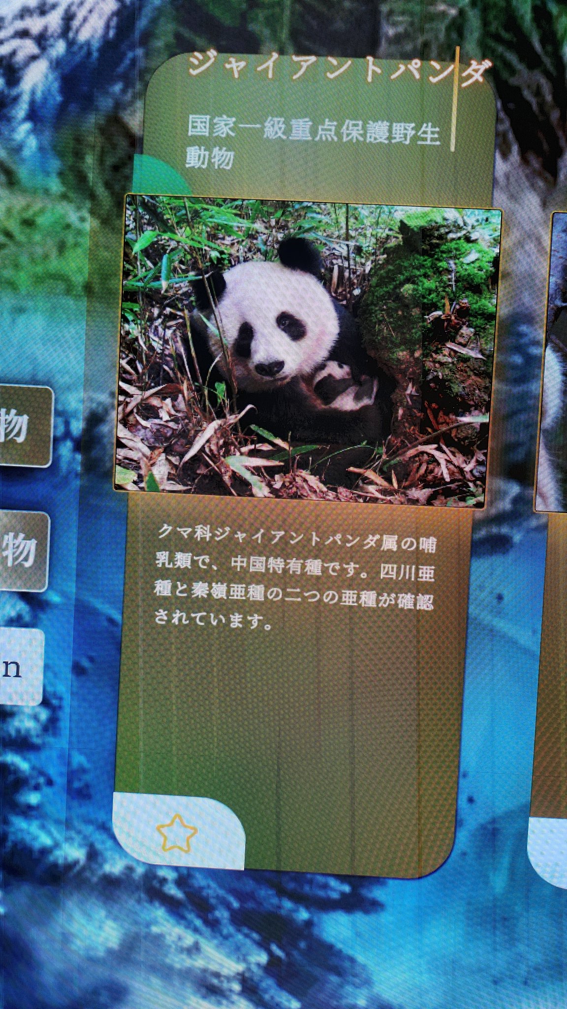 【希少】オストハイマー　パンダ　親子 97ee8d80ef1d5aaa6b5098b37e80d3