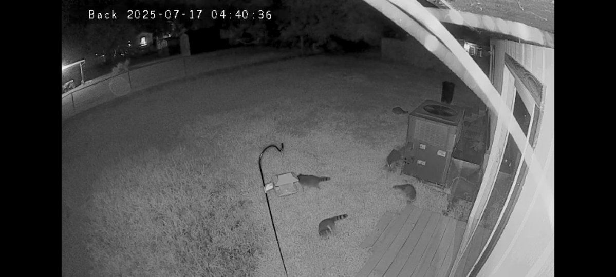 Dondondora's tweet image. Family of Raccoons spotted in my yard