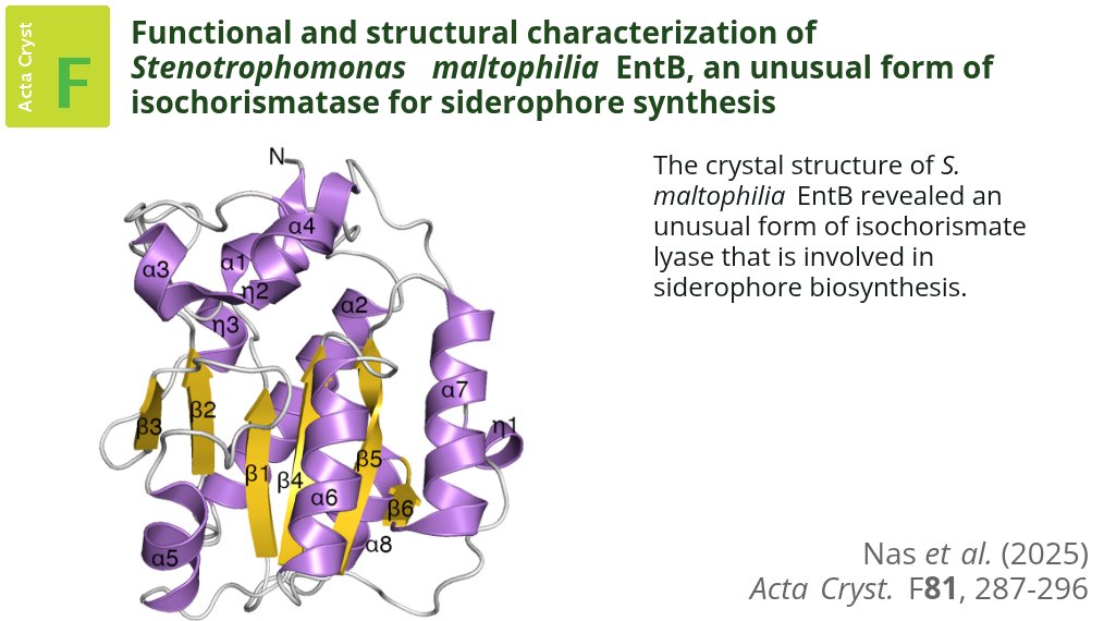 A crystal structure determination of the S. maltophilia EntB protein revealed it to be an unusual, single-domain form of isochorismatase enzyme. @northwesternu <a href="/ActaCrystF/">Structural Biology Communications</a> <a href="/IUCr/">IUCr</a> #StenotrophomonasMaltophilia #Siderophores #Enterobactin doi.org/10.1107/S20532…