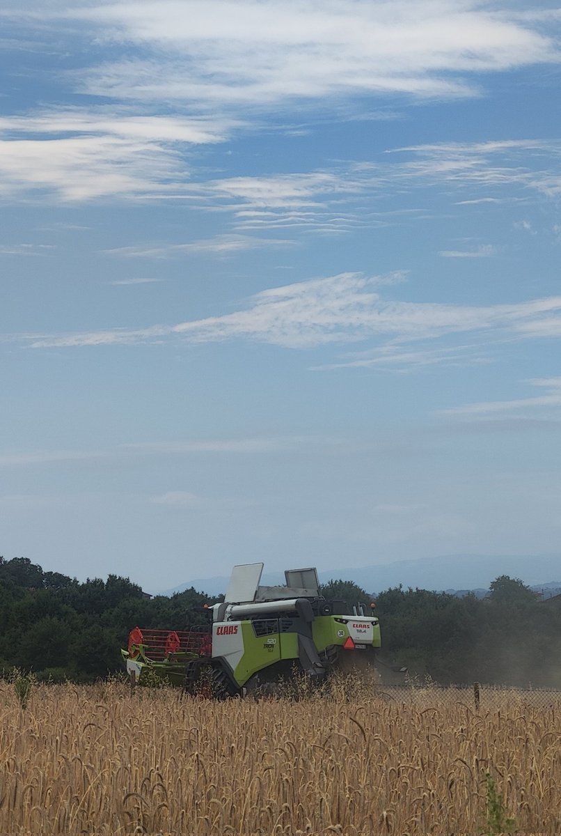NolasCid's tweet photo. É tempo da sega na #Limia. 
Despois da herba, agora tócalle ao centeo, aquí dicímoslle o pan, ese que nos dá de comer. 
Din que cando branquexa a palla nas leiras é o momento de recoller o gran xa maduro. 
O verán é tamén tempo de traballo no campo e da recolleita dos froitos. https://t.co/Grd8jaWNnF