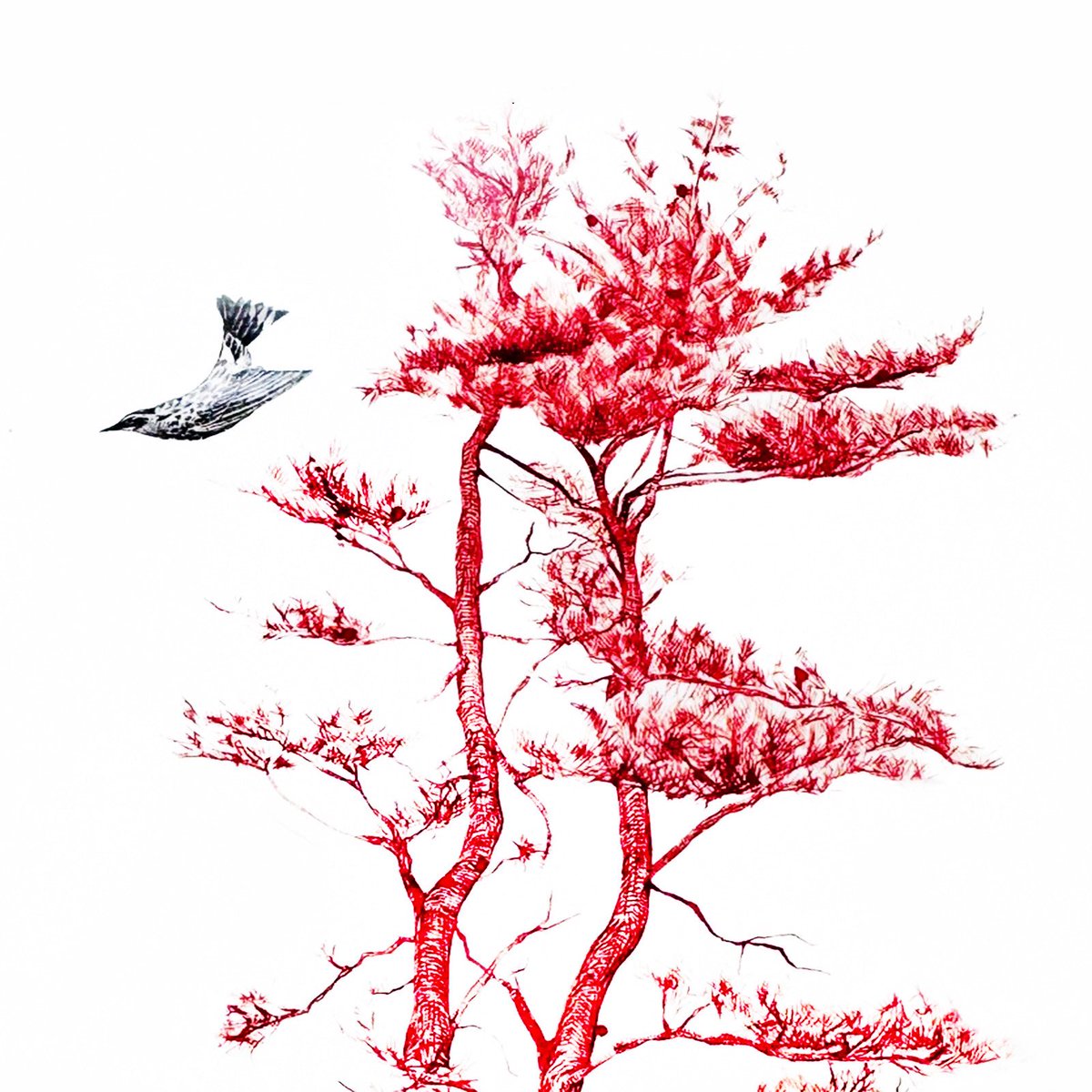 Helium  out tomorrow everywhere!!!!