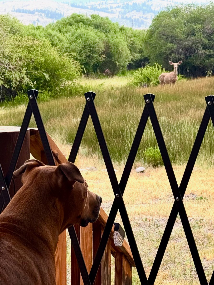 Looks like my dog brother Buddy is having fun talking to his deer friend while at the cabin in colorado this morning! lol