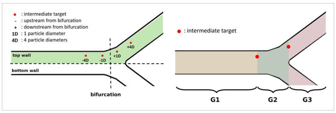🧠🧲 “Analysis of the Navigation of Magnetic Microrobots through Cerebral Bifurcations for Targeted Drug Delivery” (Advanced Intelligent Systems) 
 👉 doi.org/10.1002/aisy.2…
#EVAproject #MagneticNanoparticles #Microrobots #Neurotech #HorizonEU