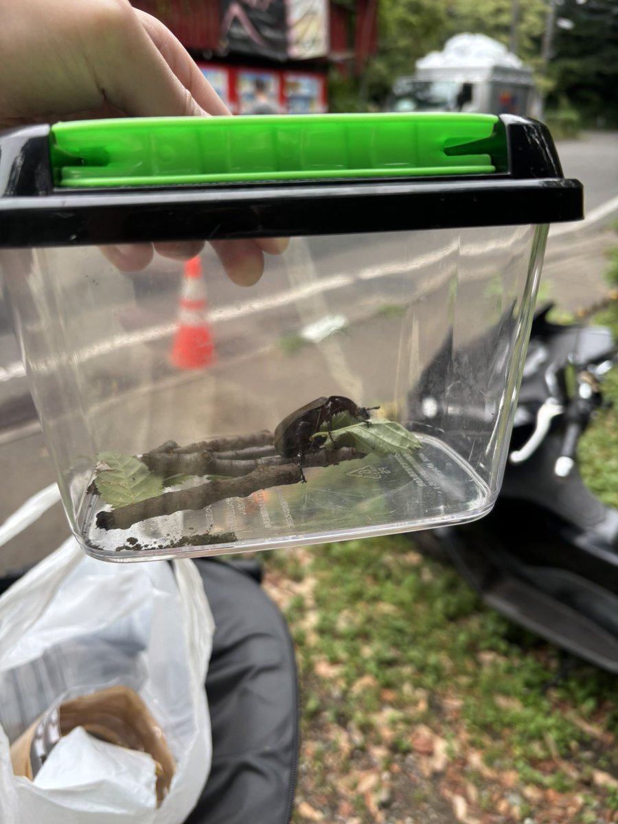 MrworklifeB's tweet photo. 4歳の子供がどうしてもカブトムシ捕まえたいと懇願してきたから1週間有給とって、都内のクヌギのある公園片っ端から探し回ったら奇跡的に5日目で奇跡的にカブトムシ発見できた。
正直仕事で実績をあげた10倍以上の達成感を味わえた。 https://t.co/p07K5cLZwT