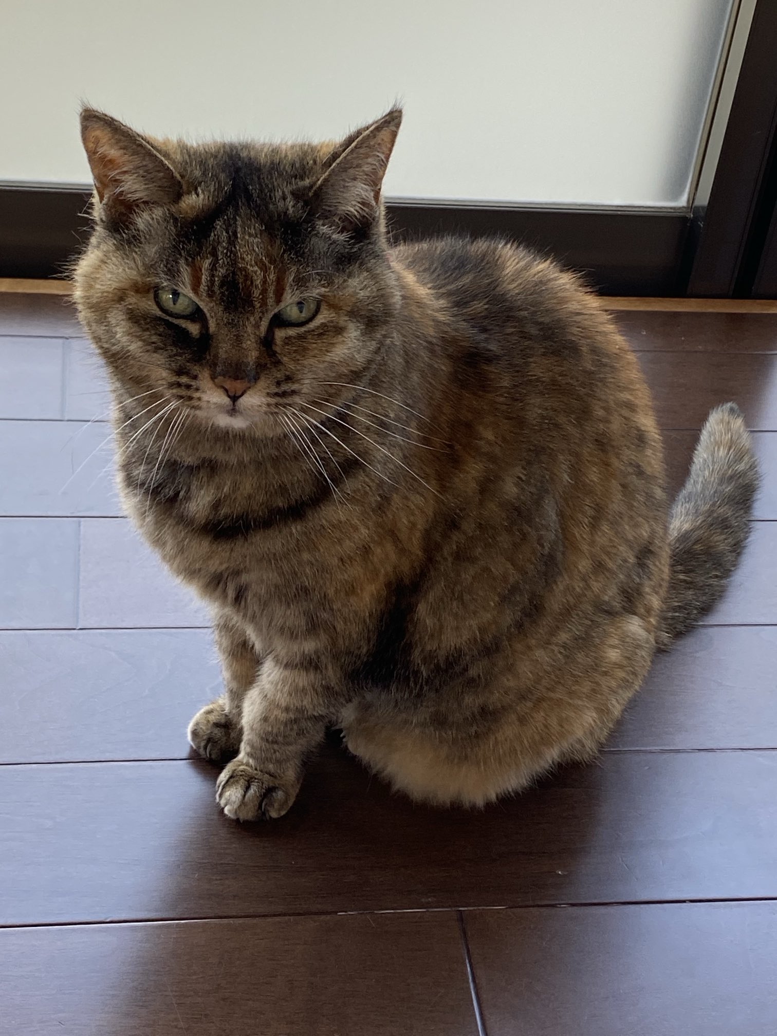 ねこ先輩 on X: 