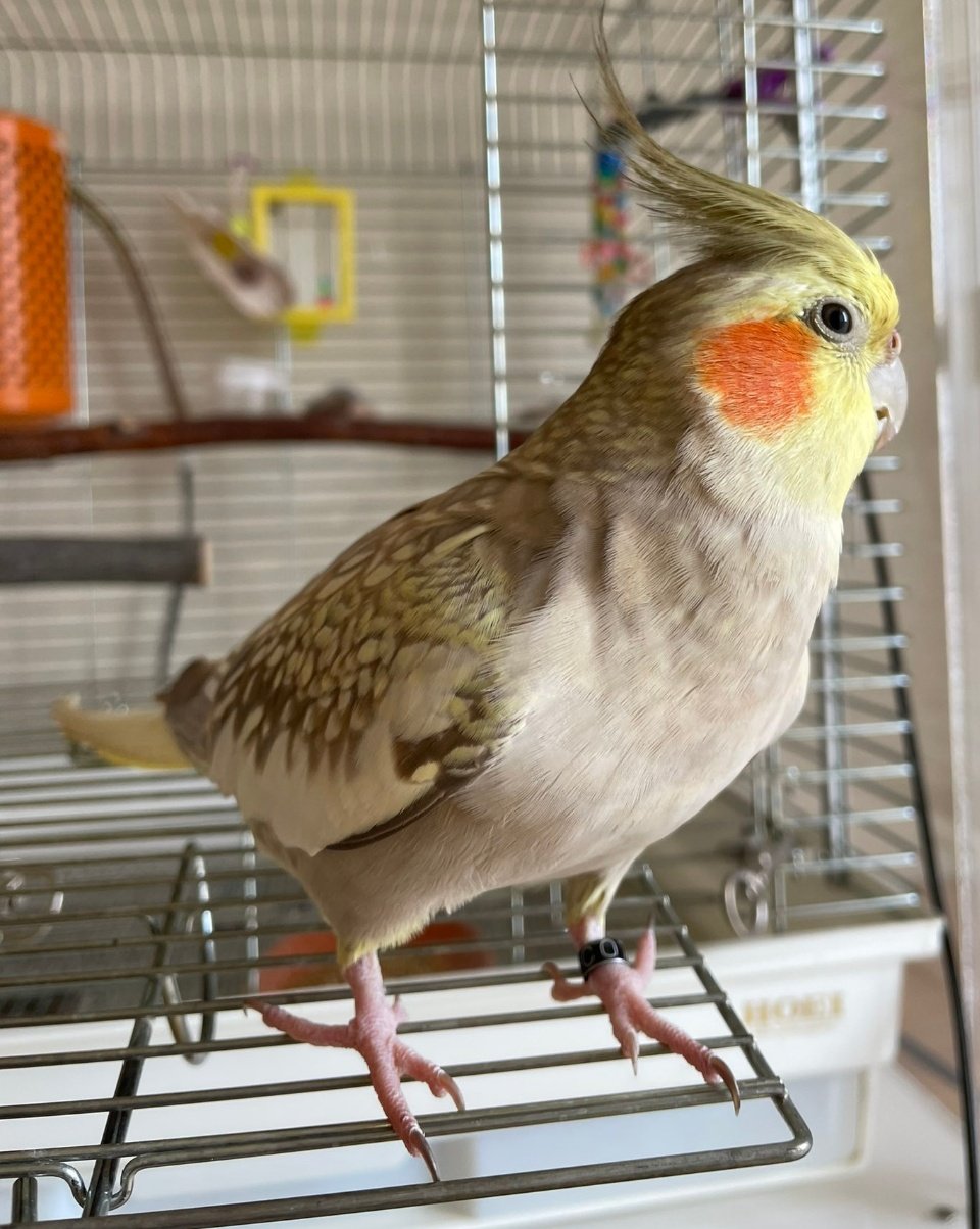 オカメインコ の チーク くん 専用です 猫社長 on X: 