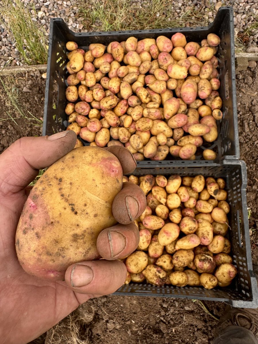JohnRolandEvan1's tweet image. Bit of slug damage but better than last year 👍🥔🥔🥔🥔🥔