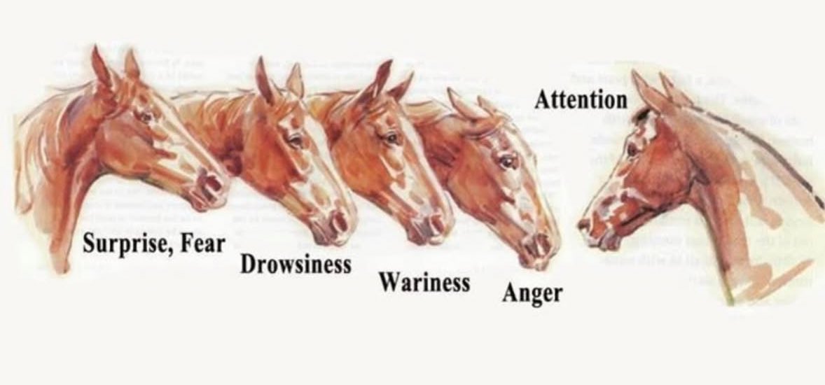 horseimage's tweet photo. https://t.co/oji7oUAPbk