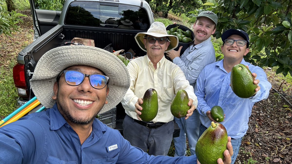 Carlos de la Torre. Avocado grower (@carlosdlt280) on Twitter photo Collecting strategic seeds for breeding by <a href="/ClinicPlant/">Tropical Plant Clinic & Research Lab</a> crew for <a href="/fruitscanbefun/">Manjul Dutt 🧬🐊</a> the future of avocado production is moving north Collecting strategic seeds for breeding by <a href="/ClinicPlant/">Tropical Plant Clinic & Research Lab</a> crew for <a href="/fruitscanbefun/">Manjul Dutt 🧬🐊</a> the future of avocado production is moving north