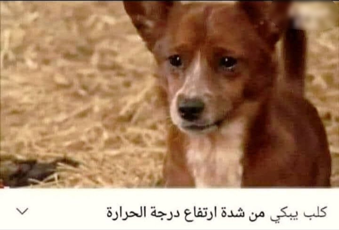 🐈‍⬛ (@real_cattwoman) on Twitter photo 