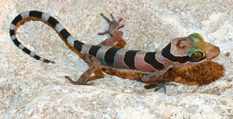 ZooKeys_Journal's tweet photo. 🦎 A new species of karst-dwelling bent-toed gecko (genus Cyrtodactylus) is described from an unexplored karstic archipelago in western Cambodia. Find out more about it here: https://t.co/GksEO9yM1i

#gecko #genetics #taxonomy https://t.co/mAhhI8WXWx