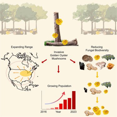Invasive golden oyster mushrooms are disrupting native fungal communities as they spread throughout North America: Current Biology cell.com/current-biolog…