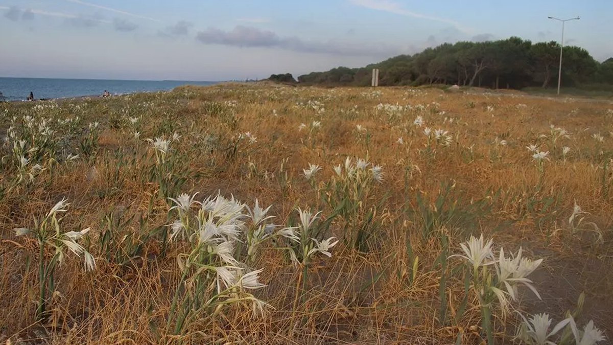 Bütün sahile yayıldı! Koparmanın cezası ise 387 bin lira gunboyugazetesi.com/butun-sahile-y…