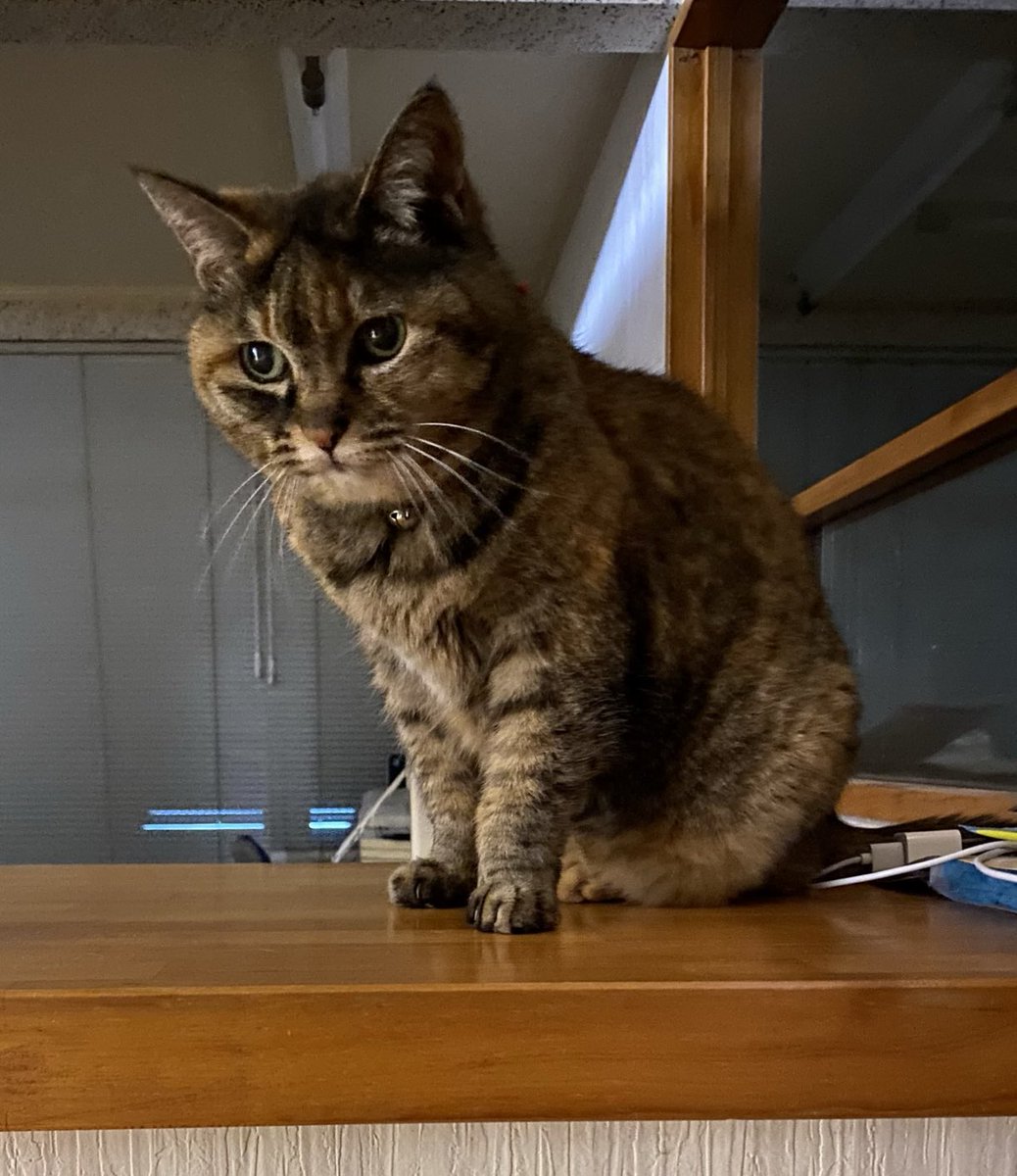 ねこ先輩 on X: 