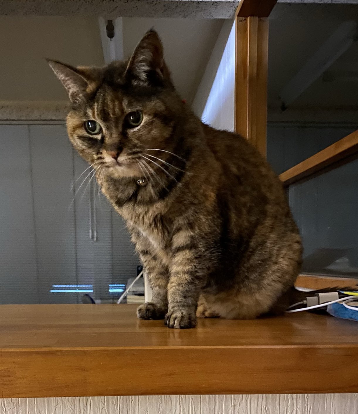 猫先輩  2点 ねこ先輩 on X: 