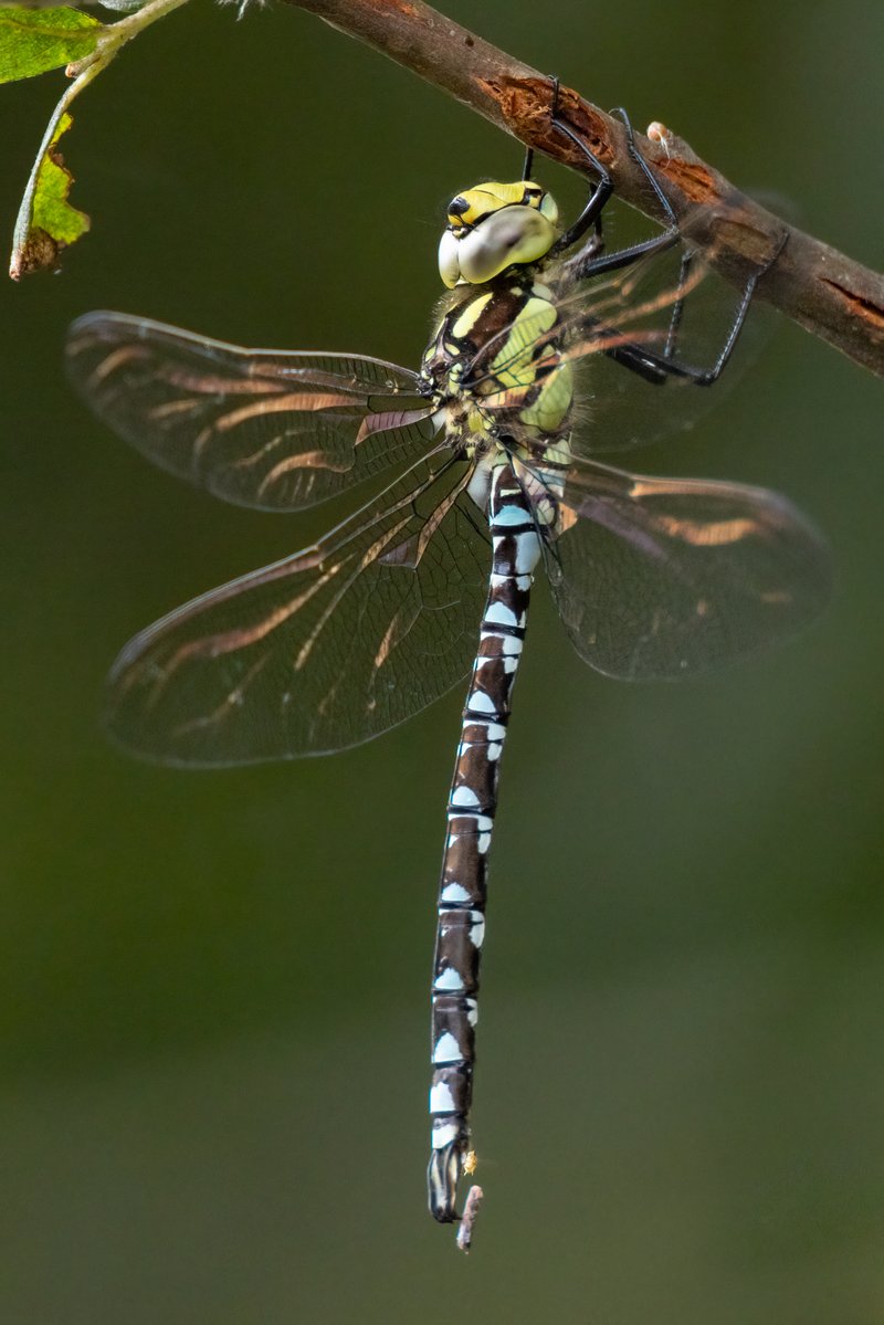 markwright12002's tweet image. Southern Hawker
Slough Lane, Lytchett Bay, Dorset
@LytchettP @BDSdragonflies @DorsetWildlife
