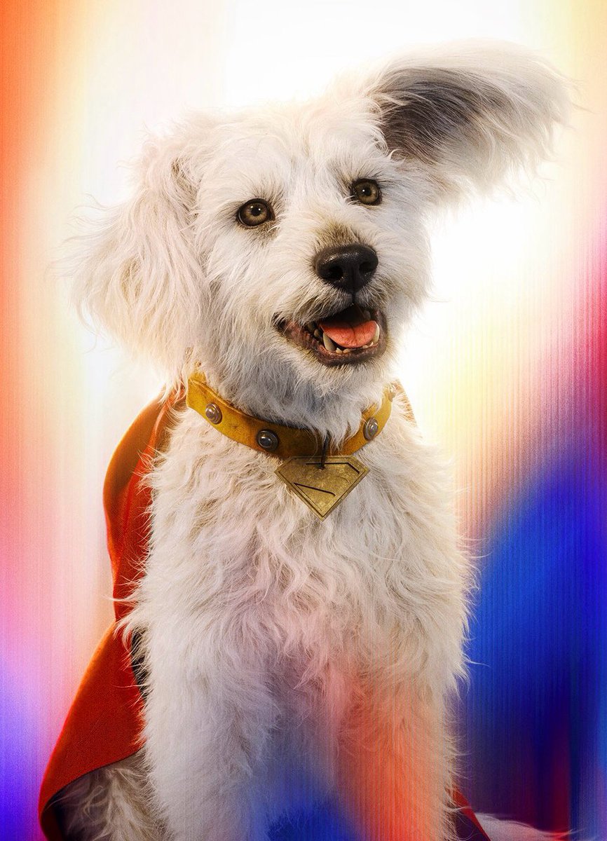 FUNDAPEPUEBLA's tweet image. 🦸♂️🐶 Krypto está en todos lados... ¡y eso nos emociona!
Gracias al estreno de la nueva película de Superman, donde aparece Krypto, el interés por adoptar perritos ha aumentado en muchas partes del mundo.
Pero ¡ojo! ⚠️
No adoptes por moda.
Ya lo hemos vivido antes: con Lassie,…
