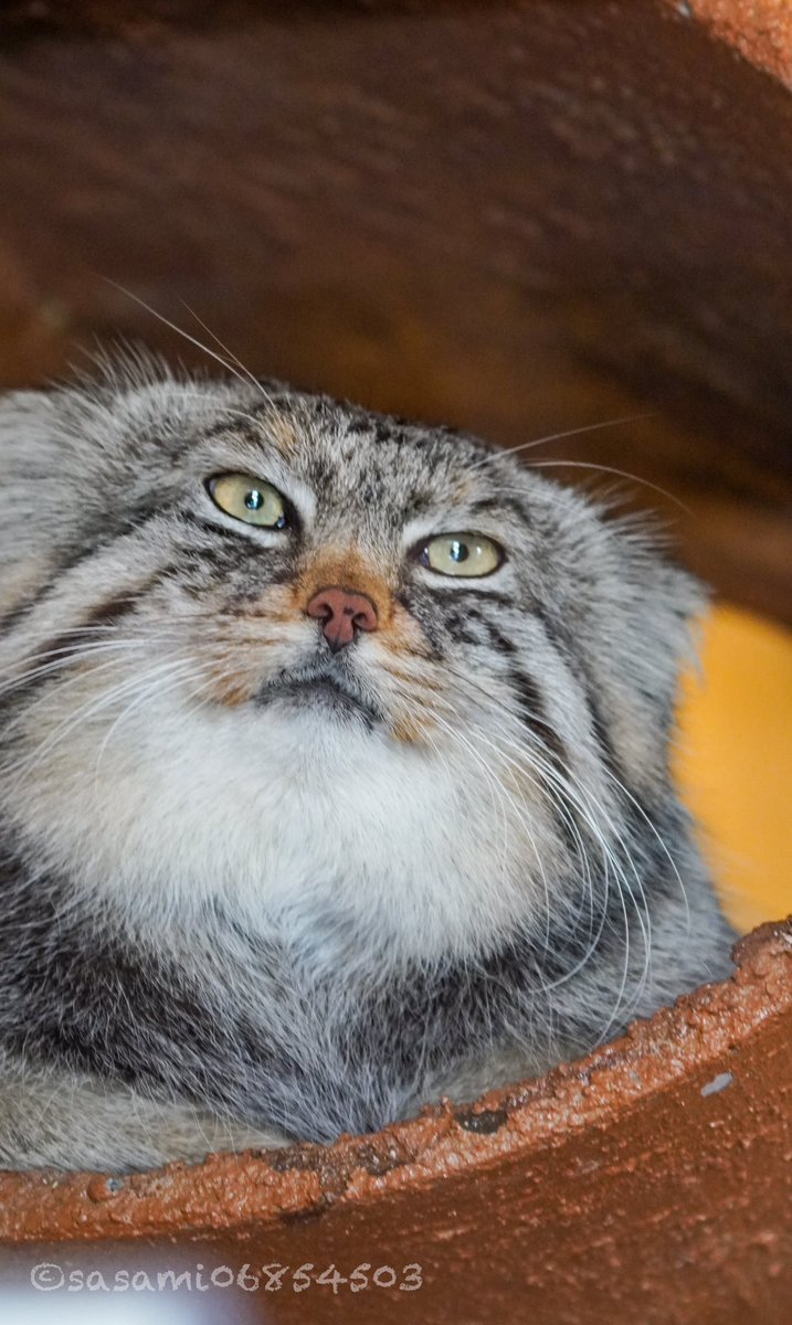 sasami06854503's tweet image. ロータス休憩中
#マヌルネコ　#埼玉県こども動物自然公園