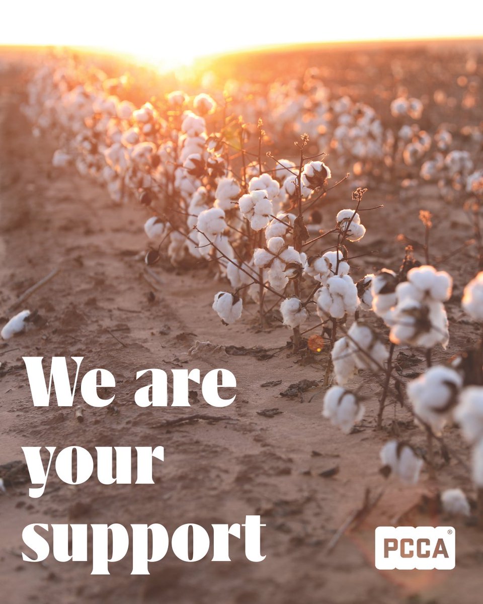 At PCCA, we are dedicated to supporting our growers every step of the way! From innovative cotton storage and logistics solutions to new marketing choices, we stand by those who grow the future. Grow with PCCA. We are stronger together.