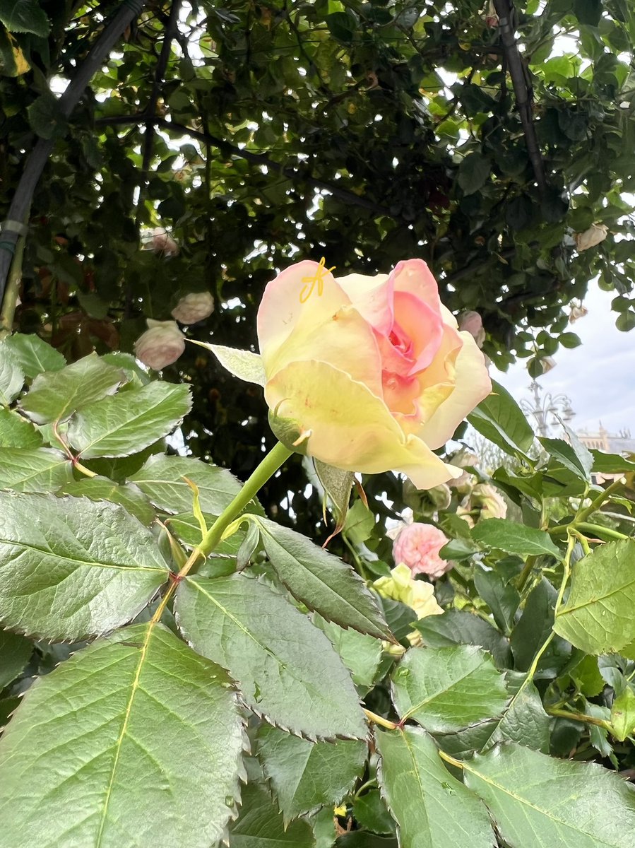 Have a nice weekend my friends💞 I hope it will be full of smiles and good mood 🌺🌸🌞🌷💫💕