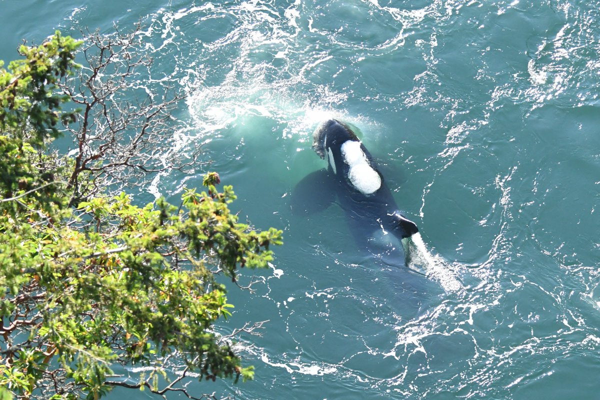 ThePWWA's tweet image. What do whale watchers do after work? Watch whales of course!
Yesterday evening, a few of our members headed over to Deception Pass Bridge in time to catch the T137s swimming west through Canoe Pass. T137A "Jack" even snagged a seal under the bridge!
π·: Erin Gless, PWWA