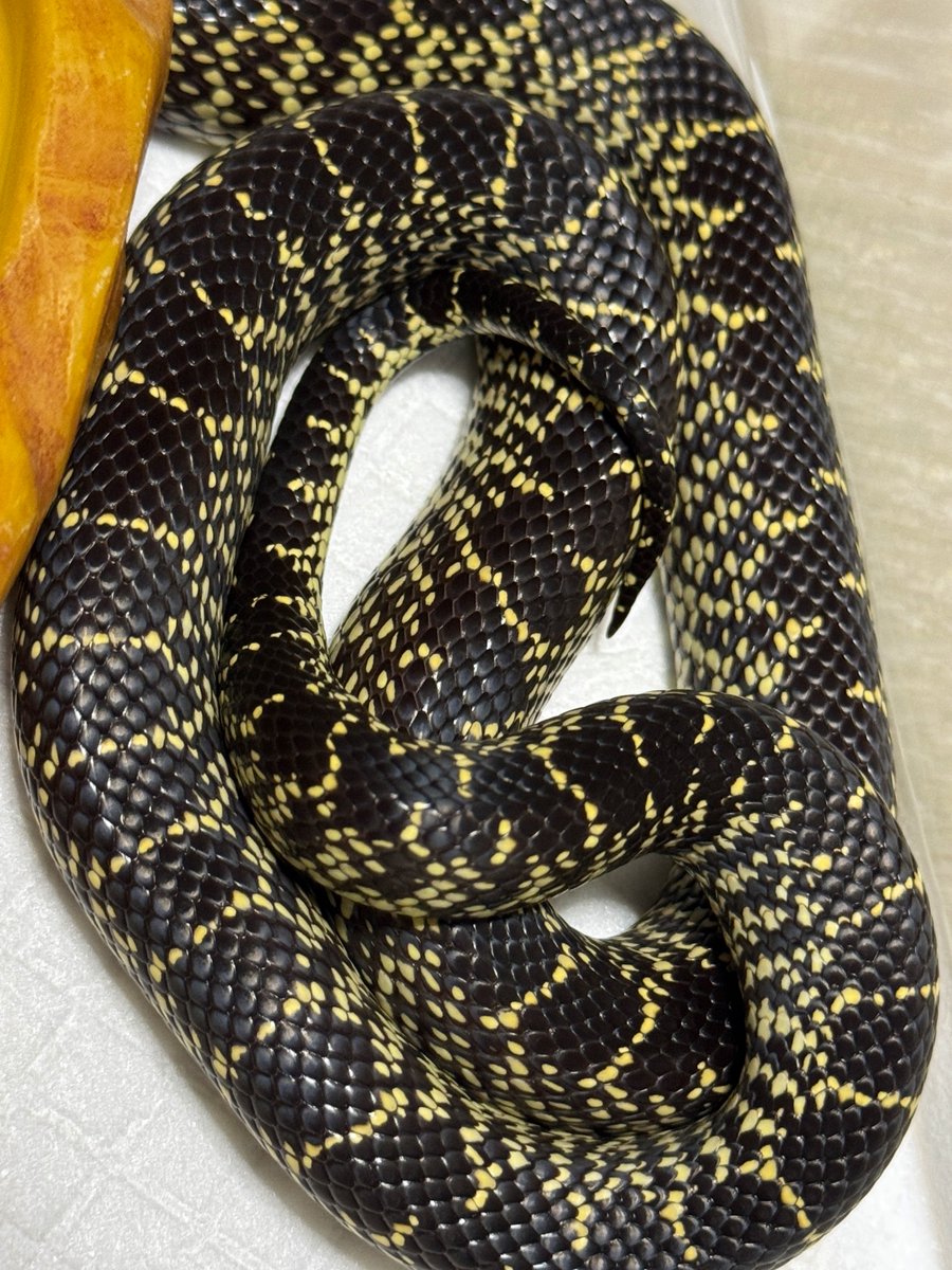 mopmop123456's tweet image. 昨日、世界ヘビの日に国内CBのデザートキングをお迎え
ノーマルはノーマルで格好良い
#デザートキングスネーク 
#世界ヘビの日
