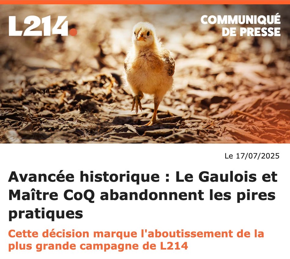 L214's tweet image. Après 3 ans d’enquêtes et de mobilisations, nos efforts ont enfin payé: LDC s’est engagé à tourner le dos aux pires pratiques d’élevage et d'abattage des poulets pour ses marques Maître CoQ et Le Gaulois!
Un immense MERCI à vous toutes et tous pour votre soutien sans faille!👏