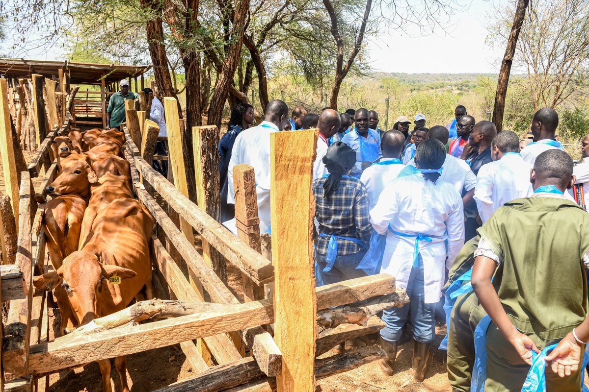 chuka__uni's tweet image. Day four of the training shifted focus from theory to high-impact field application, equipping participants with the tools to improve reproductive success rates in livestock.
The morning session offered in-depth insights on heat detection, recognizing estrus signs, and applying…