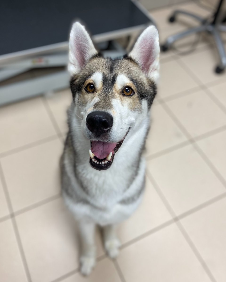 Battersea_'s tweet image. Delilah would like your attention please! This sweet girl has been with us for 4 months now and hasn't found the right family. Please can you like, comment, or share her photos to help reach potential homes? 💙
Learn more about Delilah 👉 bit.ly/4eT7DTP