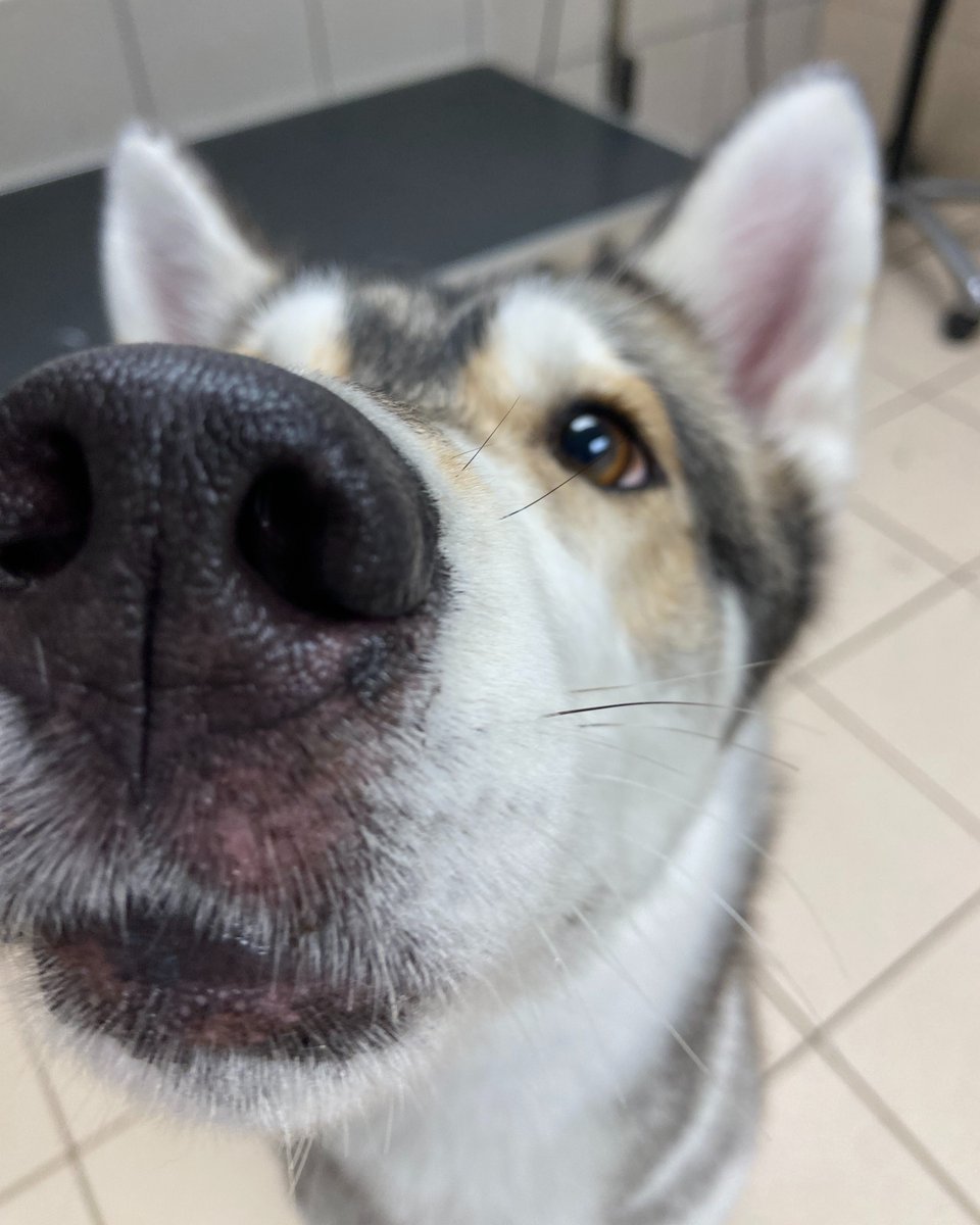 Battersea_'s tweet image. Delilah would like your attention please! This sweet girl has been with us for 4 months now and hasn't found the right family. Please can you like, comment, or share her photos to help reach potential homes? 💙
Learn more about Delilah 👉 bit.ly/4eT7DTP