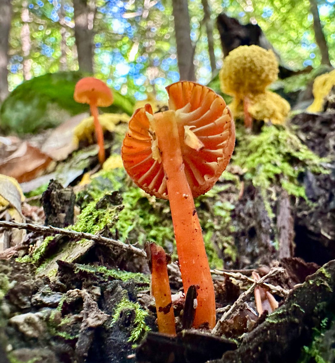 ikar0sc's tweet image. You were converted too 🎶

#MushroomOfTheDay