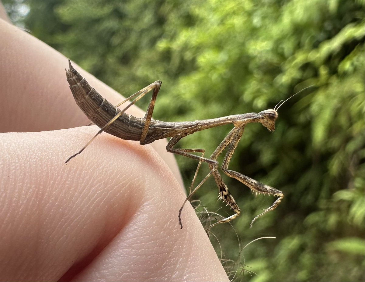 Gorgeous praying mantis! These are the BEST insects!! Those front legs, just beautiful!