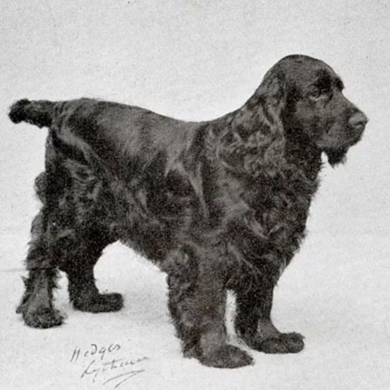 Showsight's tweet image. Early Fields were an immediate hit in the show ring, but were also capable hunters.🐾

showsightmagazine.com/dog-breeds/fie…

#fieldspaniel #purebred #dogshow #akc #bestinshow #bestinshowsight #showsightmag

📷AKC Library