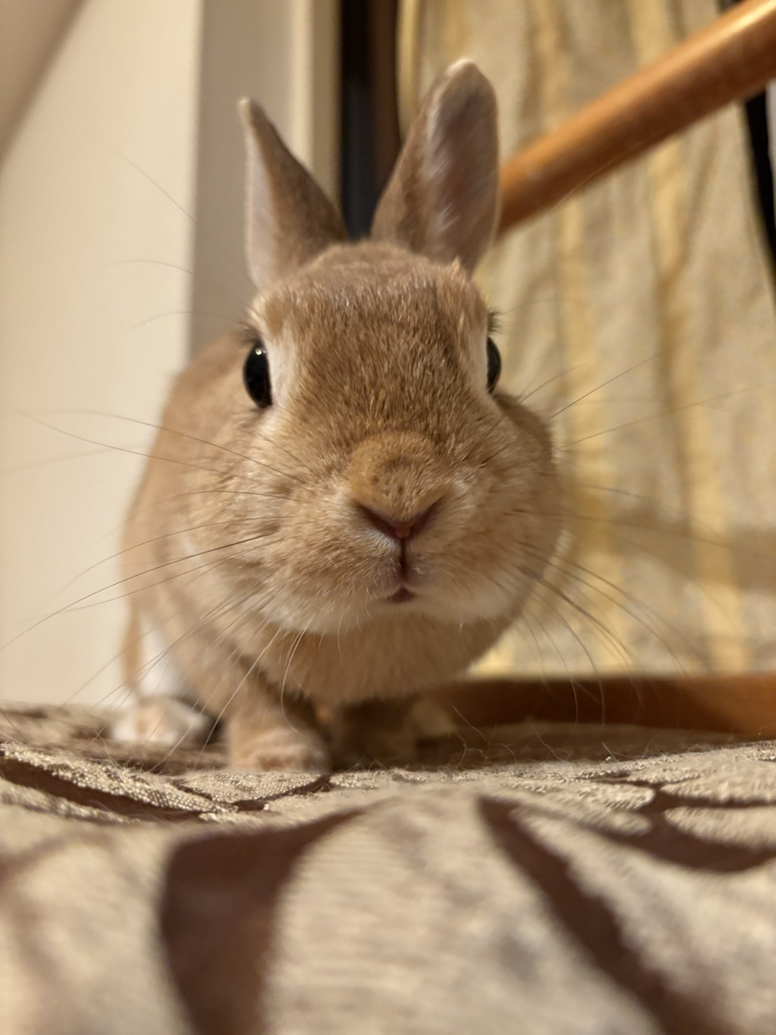 うさぎ 楽天市場】バニーズバイザベイ bunniesbythebay Wee Nibble