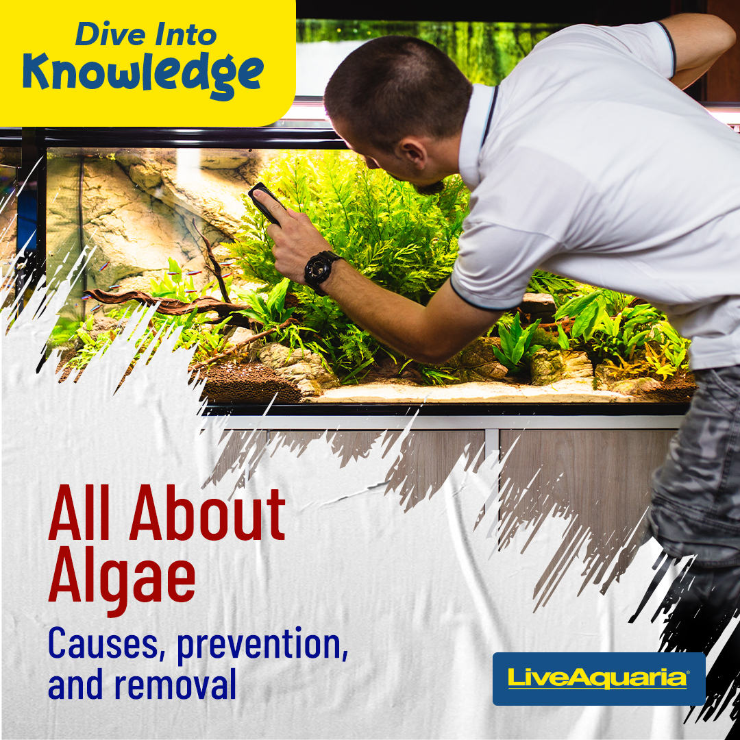 LiveAquaria's tweet image. Need assistance with algae? This article helps you learn what causes algae to grow, and how to control it after it appears (including natural solutions). Click the link and dive into knowledge.
tiny.cc/50fp001
#algae #algaeprevention #algaeremoval #algaecontrol #aquarium