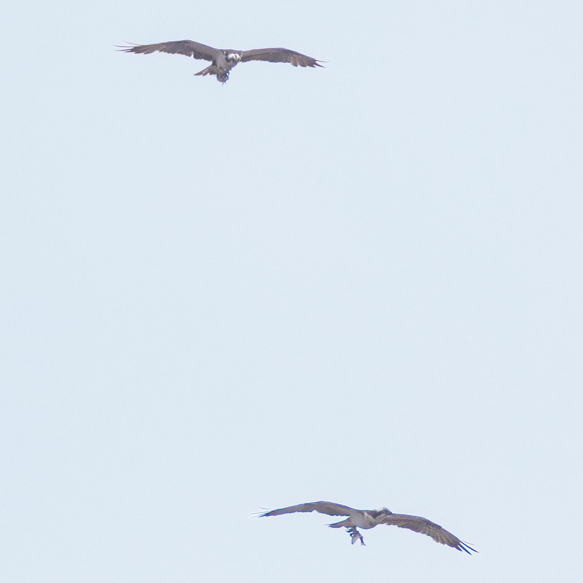 markwright12002's tweet image. 2 Ospreys with fish (distant)
Lytchett Bay, Poole Harbour, Dorset
@harbourbirds @DorsetBirdClub