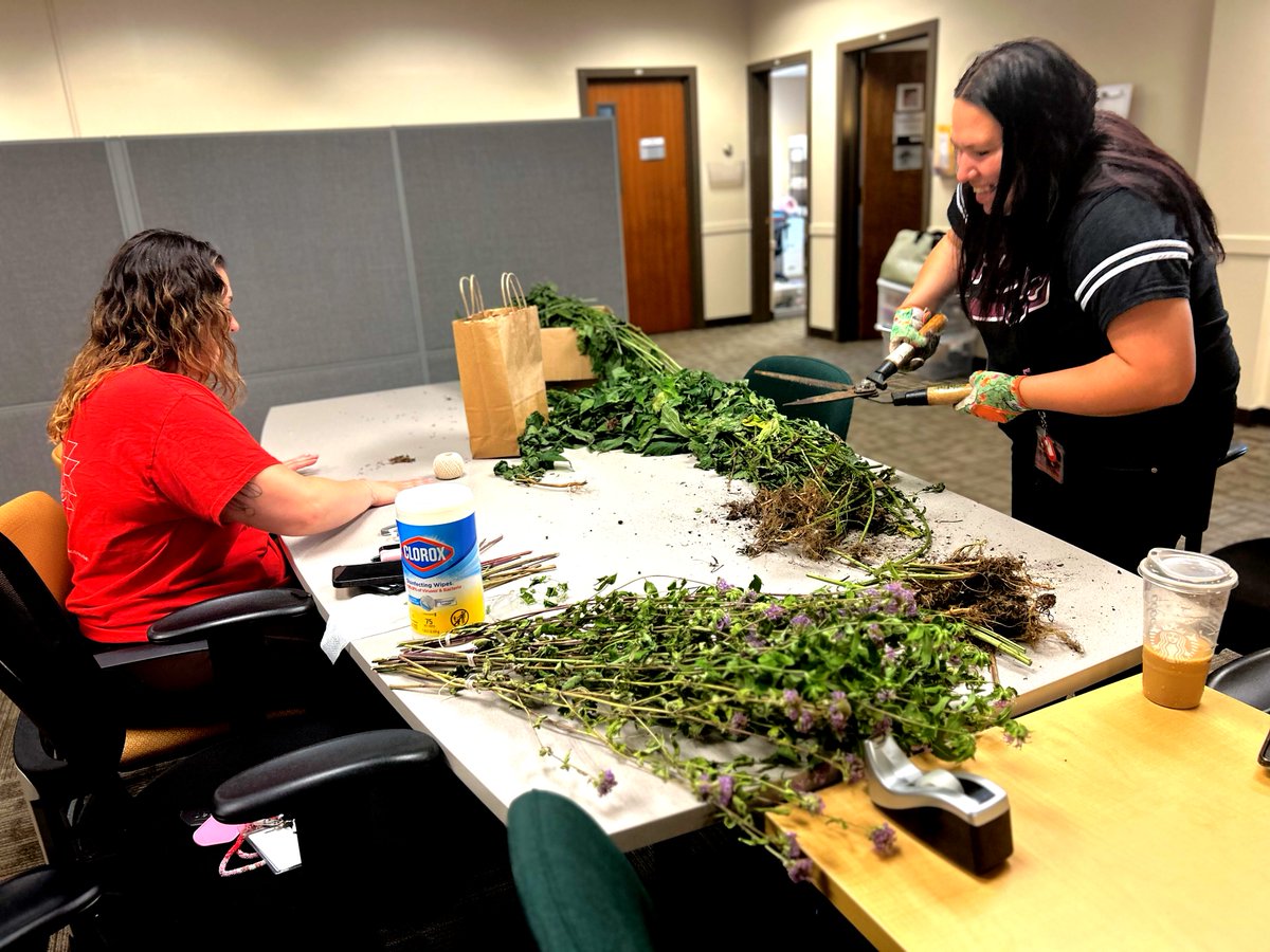 IHB_Minneapolis's tweet image. This week, our Indigenous Services team bundled Bee’s Balm and Stinging Nettles .
🌸 Bee’s Balm is known for soothing colds, reducing anxiety, and freshening breath.
🌿 Nettles are rich with nutrients, such as Vitamin A and D.
#MyIHB #IndigenousServices #TraditionalMedicine