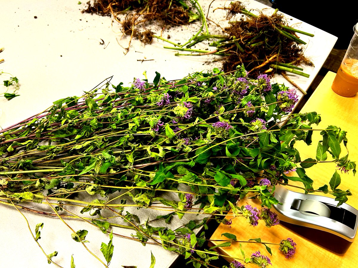 IHB_Minneapolis's tweet image. This week, our Indigenous Services team bundled Bee’s Balm and Stinging Nettles .
🌸 Bee’s Balm is known for soothing colds, reducing anxiety, and freshening breath.
🌿 Nettles are rich with nutrients, such as Vitamin A and D.
#MyIHB #IndigenousServices #TraditionalMedicine