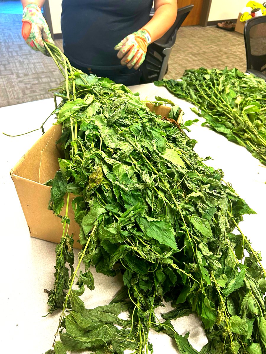 IHB_Minneapolis's tweet image. This week, our Indigenous Services team bundled Bee’s Balm and Stinging Nettles .
🌸 Bee’s Balm is known for soothing colds, reducing anxiety, and freshening breath.
🌿 Nettles are rich with nutrients, such as Vitamin A and D.
#MyIHB #IndigenousServices #TraditionalMedicine