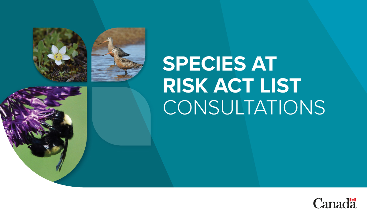 environmentca's tweet image. To better protect #SpeciesAtRisk in Canada, we are proposing changes to Species at Risk Act List—including the addition and reclassification of 2 species.
Your input matters. Share your thoughts: ow.ly/sxRO50WrbTf
#GCConsultation