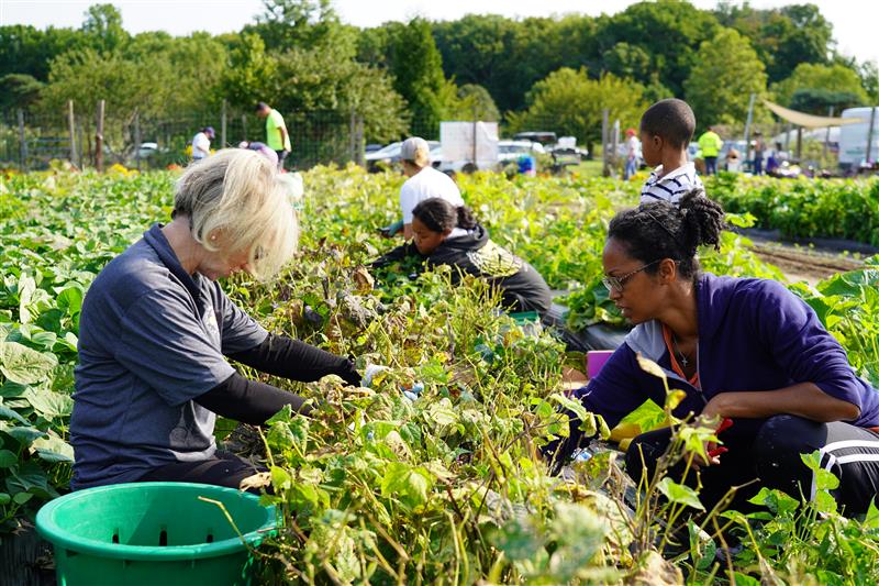 Looking to dig in and do some good? 🌽

#Volunteer with #RowsfortheHungry at the EARTH Center and #help grow #food for our neighbors in need.

Sign up: rowsforthehungry.org