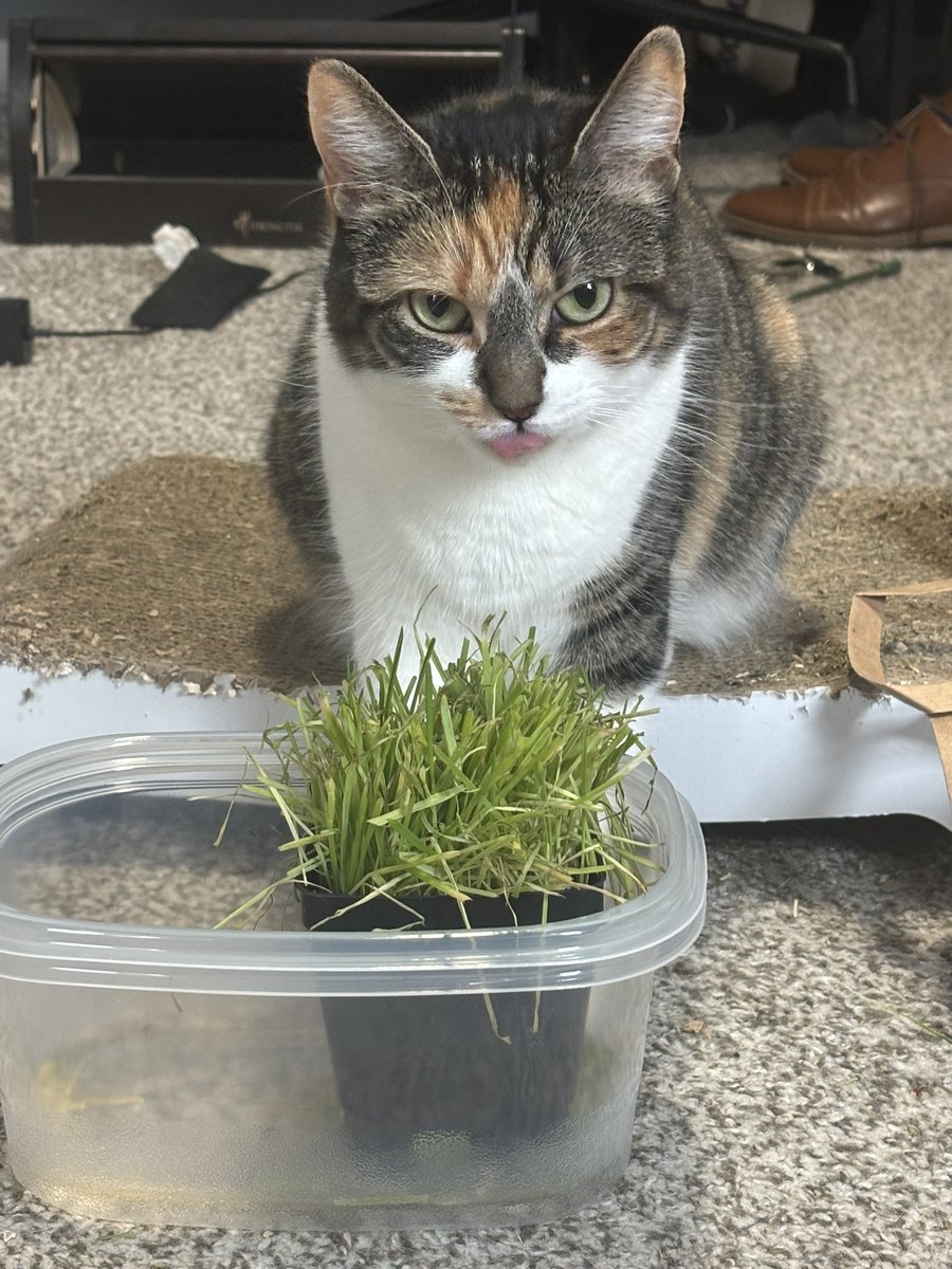 blossumupdate's tweet image. Blossum loves her salat yum 🥗